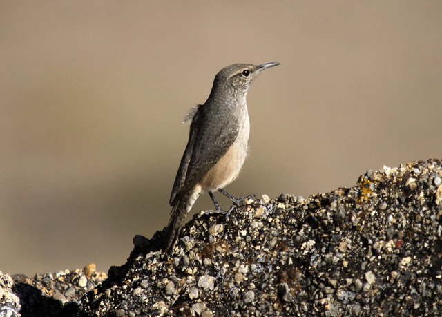 Rock Wren