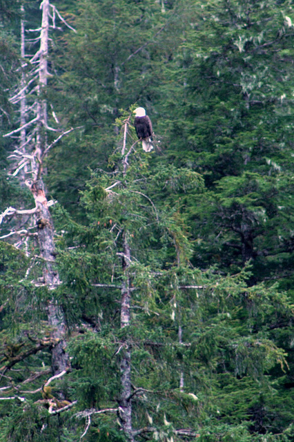 Day 8:  Eagle in Tree