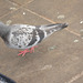 Pigeon looking for crumbs
