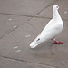 Pretty white pigeon