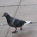 Pigeon going about his business