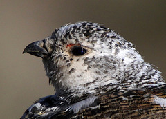 Another White-Tailed Ptarmigan Shot