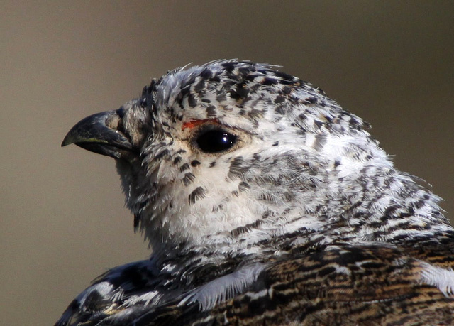 Another White-Tailed Ptarmigan Shot