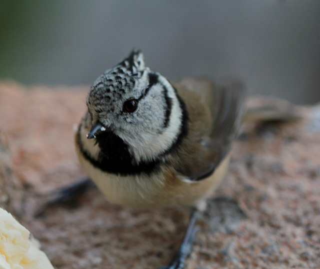 Mésange huppée ... la craintive