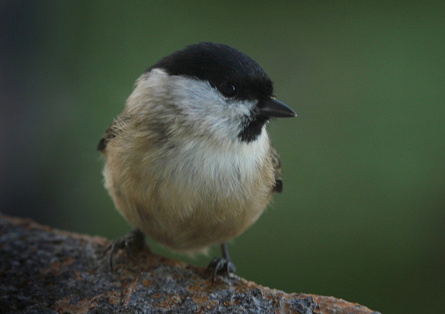 T'ite boule , pensive