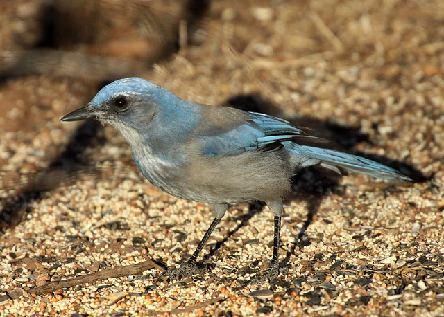 Woodhouse's Scrub-Jay