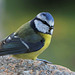 Mésange bleue... la gentille