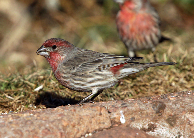 Purple House Finch (Carpodacus mexicanus)