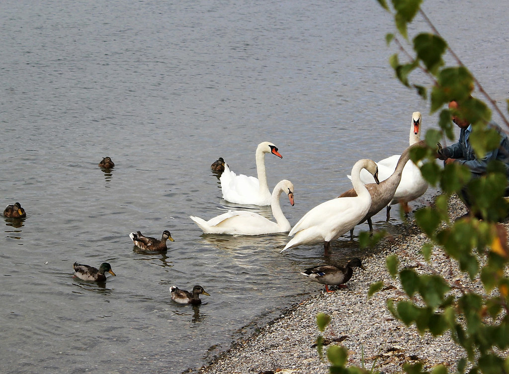 Schwäne und Enten