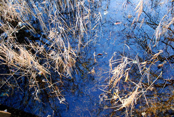 Water and weeds