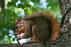 squirrel