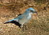 Woodhouse's Scrub-Jay