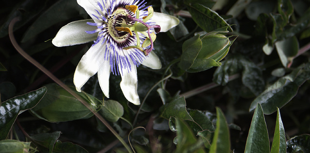 passiflora