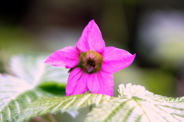 Day 8: Salmonberry