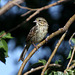 Juvenile Lincoln's Sparrow