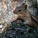 Golden mantled ground squirrel