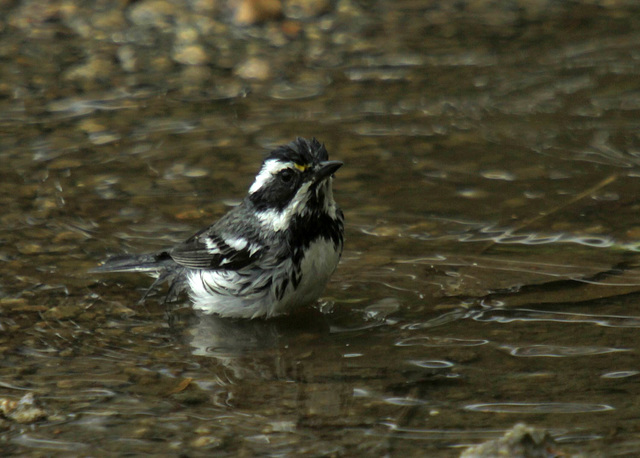 Black-Throated Gray Warbler