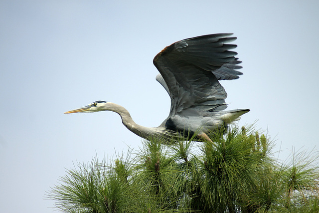 Great Blue Heron