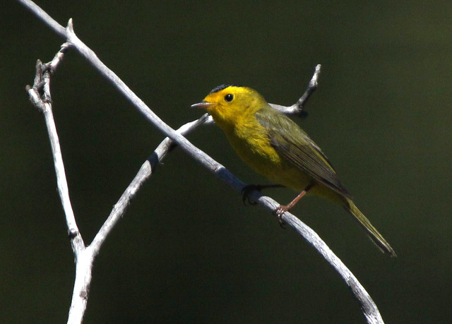 Wilson's Warbler