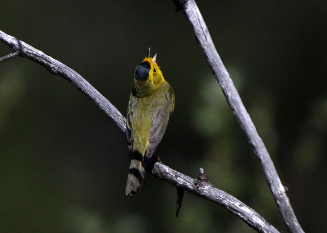 Wilson's Warbler