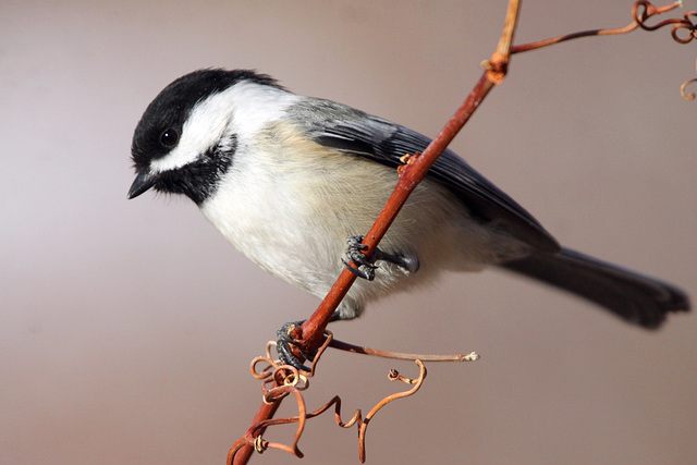 Black-Capped Chickadee (Poecile atricapillus)