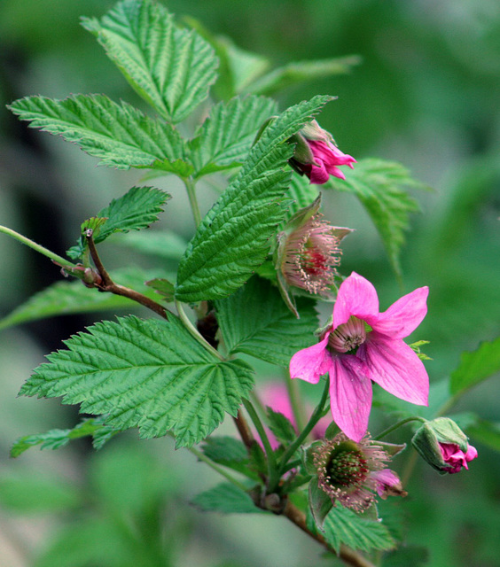 Day 8: Salmonberry