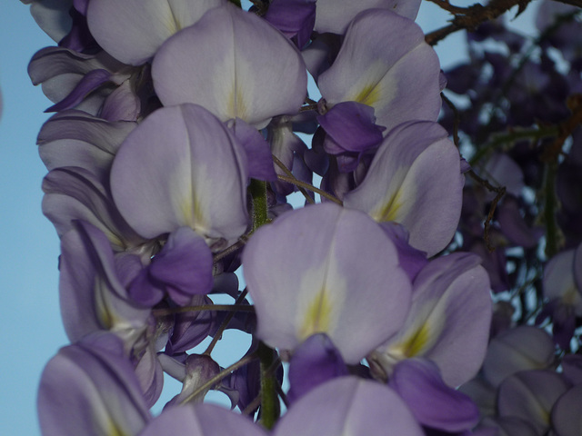 Otros pétalos de flores de la pluma