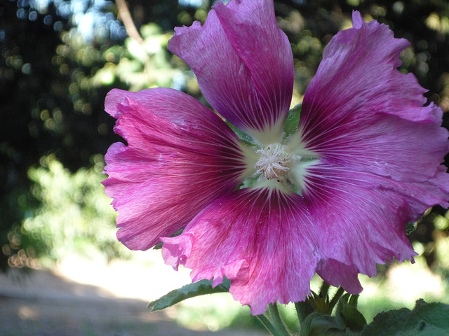 Gran flor lila