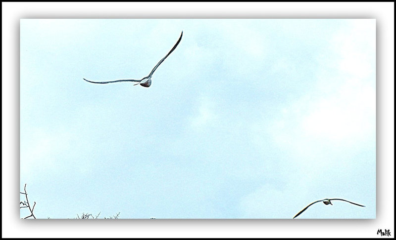 DSCF6117