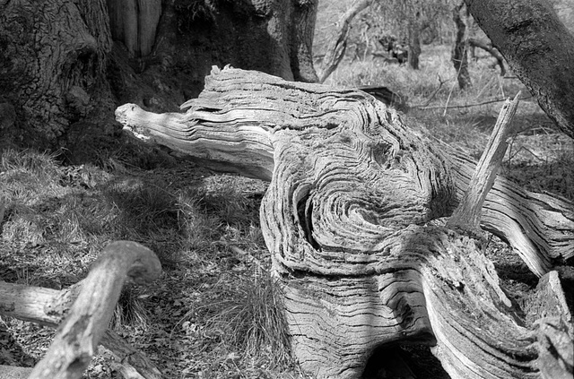Decayed tree - on the Iron Age Hill Fort at Croft Castle