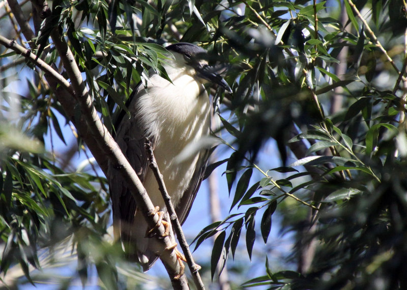 Summer Flashback (Nycticorax nycticorax)