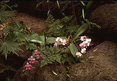 Greenhouse orchids