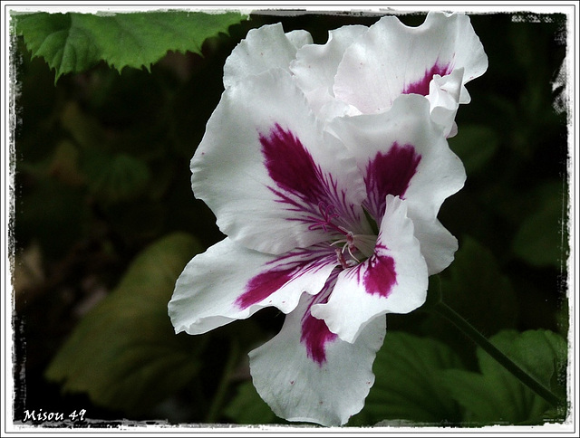 PELARGONIUM