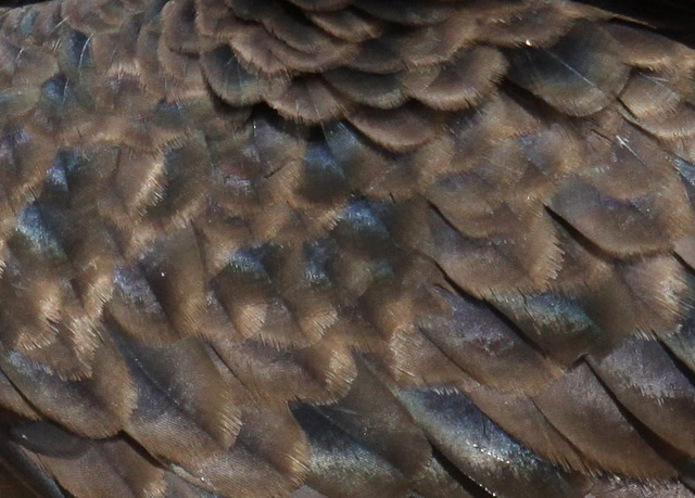 TV Feather Detail