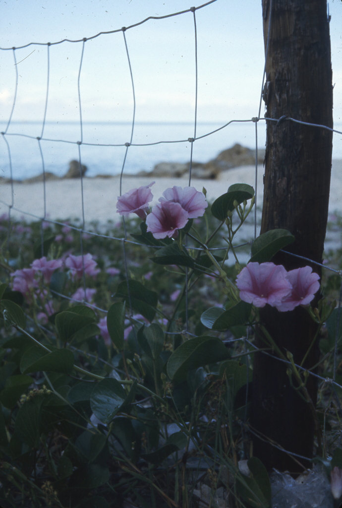 Flowers by the shore, intermediate