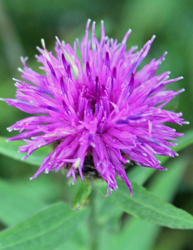 Wiesen-Flockenblume