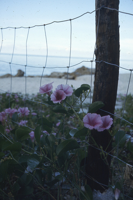 Flowers by the shore, different size