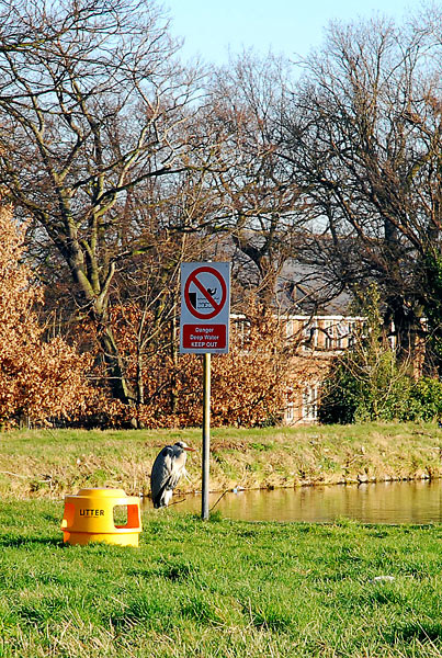 Watchful heron