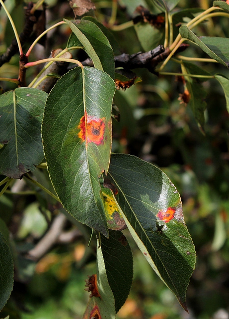 Gymnosporangium sabinae-Rouille du Poirier (2)