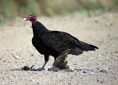 Turkey Vulture