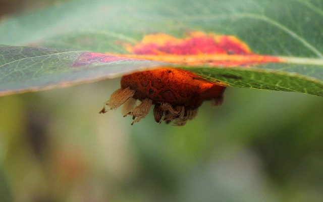 Dessus-dessous....Gymnosporangium sabinae-Rouille du Poirier (6)