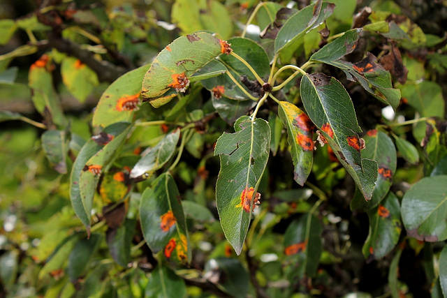 Gymnosporangium sabinae-Rouille du Poirier