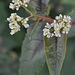 Persicaria microcephala 'Red Dragon' DSC 0015