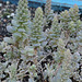 Orostachys bohemeri DSC 0029