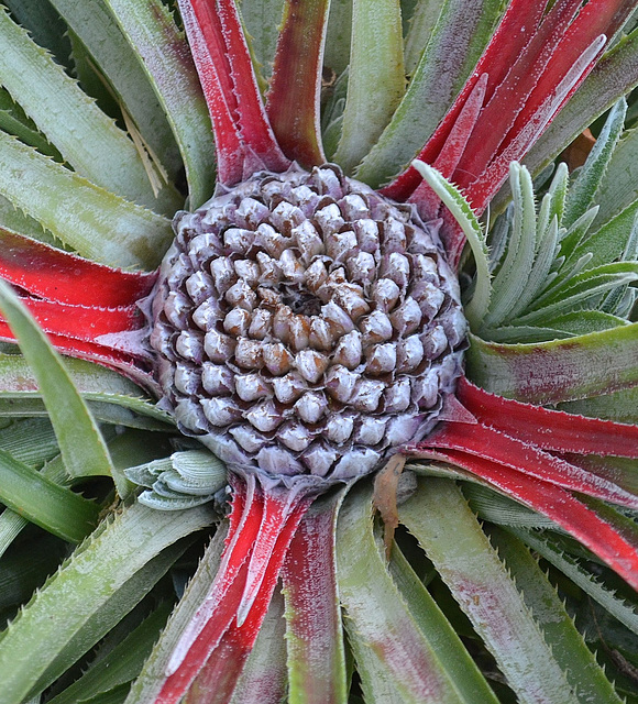 Fascicularia bicolor DSC 0032