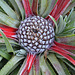 Fascicularia bicolor DSC 0032