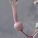 Ceropegia woodii DSC 0041