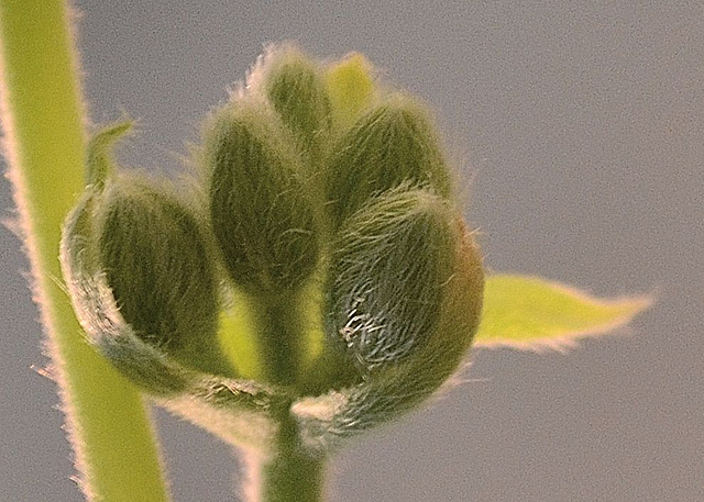 Pelargonium mirabile DSC 0045