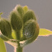 Pelargonium mirabile DSC 0045