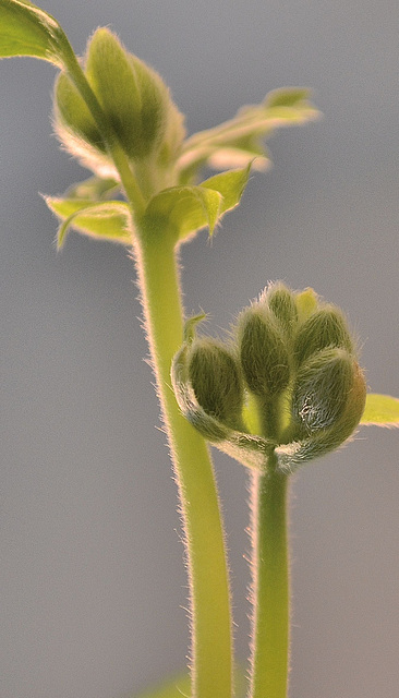 Pelargonium mirabileDSC 0046